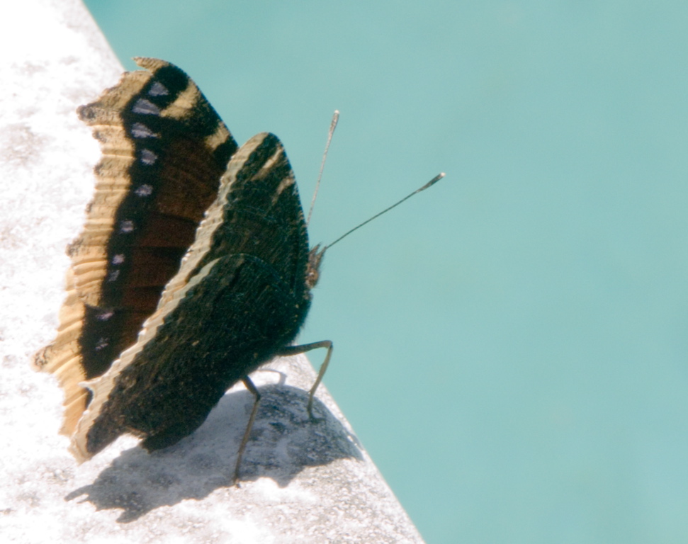 20050510-115758-PICT0083-bfly_board