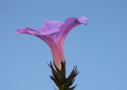 PICT0007.JPG