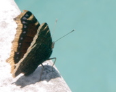 20050510-115758-PICT0083-bfly_board