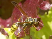 PICT0007.JPG