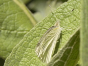 PICT0009.JPG