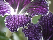 PICT0017.JPG