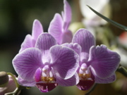 PICT0019.JPG