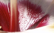 PICT0029.JPG