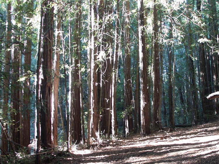 200210-05-1639-blue_trees