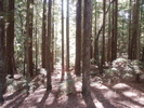 200210-05-1512-foresty